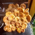 Pauza - Dom Nad Jeziorem Prázdninový dům
