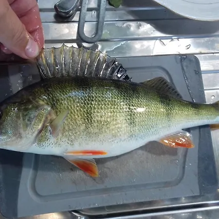 Pauza - Dom Nad Jeziorem * Drzewoszewo