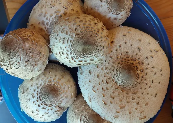 Pauza - Dom Nad Jeziorem