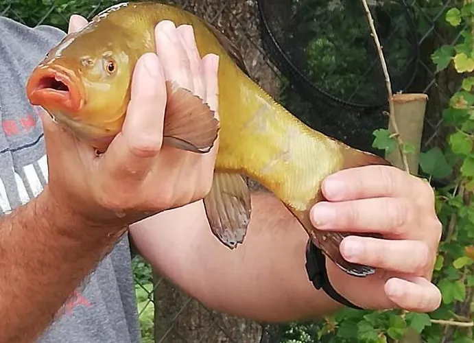 Pauza - Dom Nad Jeziorem *