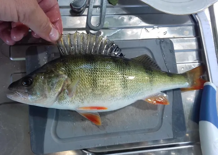 Pauza - Dom Nad Jeziorem * Drzewoszewo